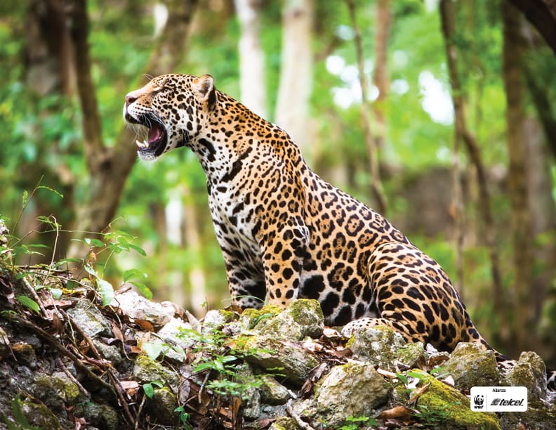 Aldea Digital - Alianza WWF Telcel