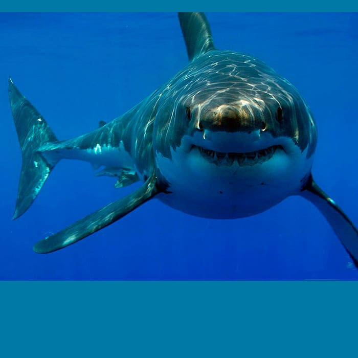 Tiburón Blanco