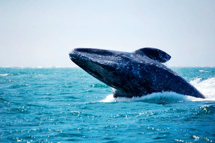 Aldea Digital - WWF-Telcel
