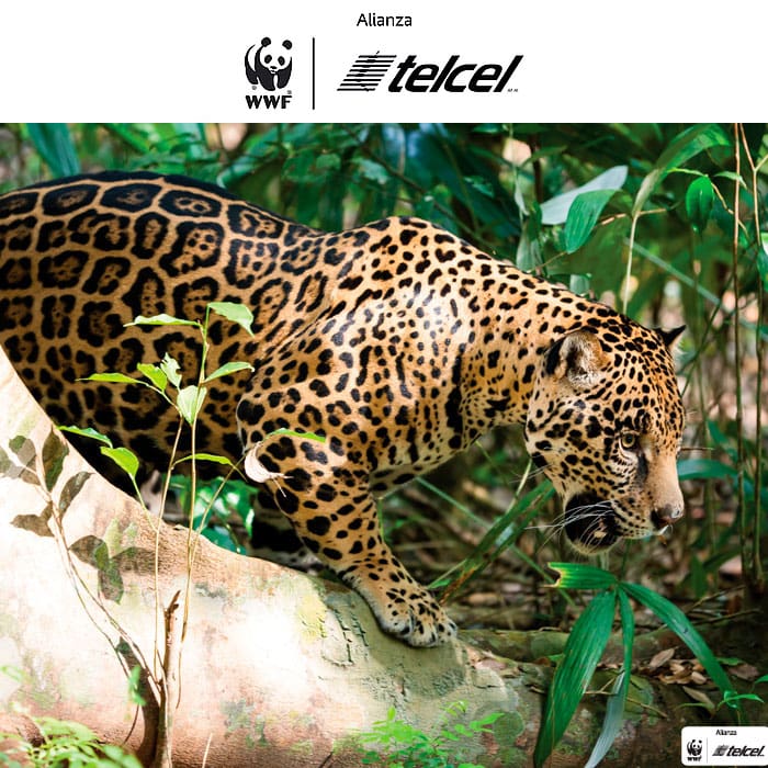Alianza WWF Telcel