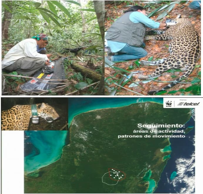 Aldea Digital - Alianza WWF Telcel