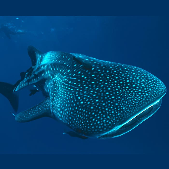 Aldea Digital - Alianza WWF Telcel