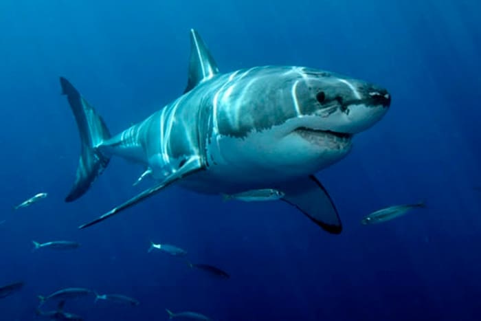 Tiburón blanco