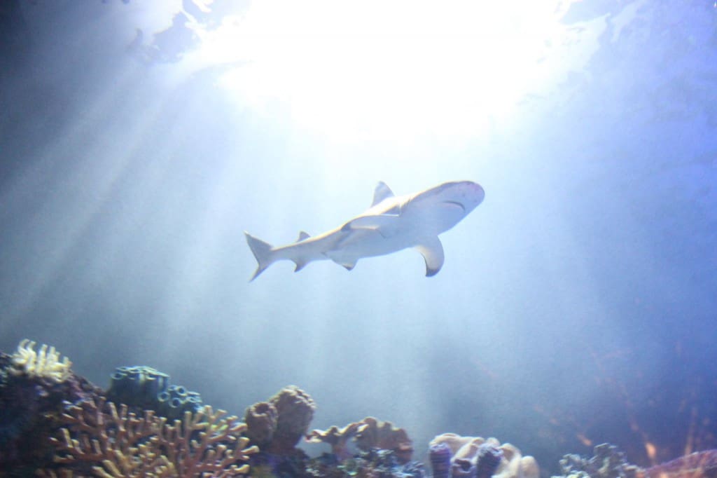 Acuario Inbursa