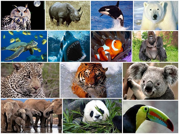 Día de la Biodiversidad