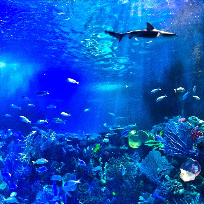 Acuario Inbursa