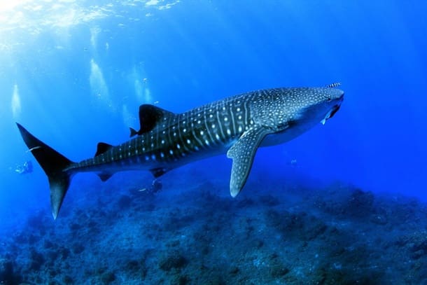 tiburón ballena