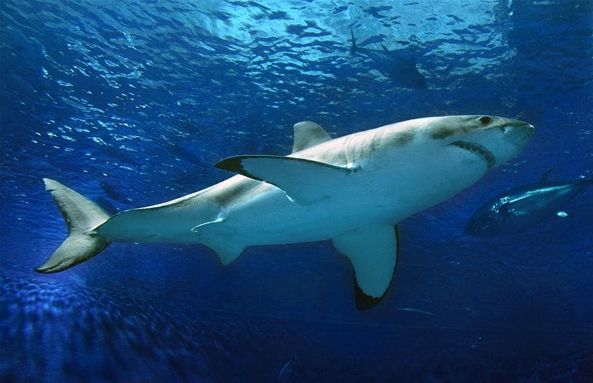 Tiburón blanco