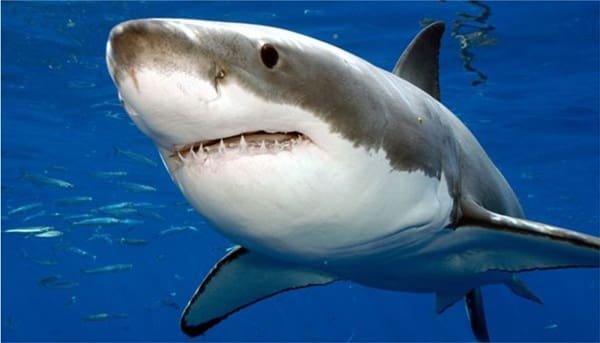Tiburón blanco