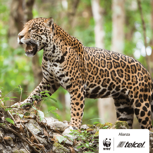 ALIANZA WWF JAGUAR 1