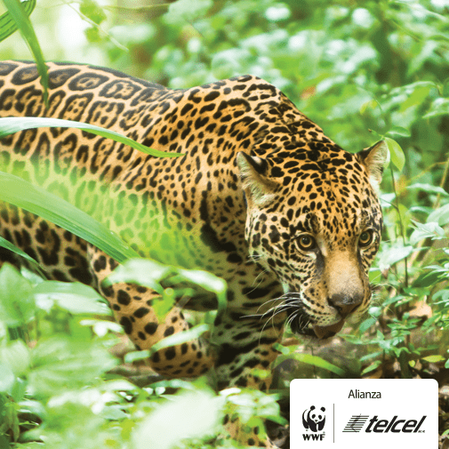 ALIANZA WWF JAGUAR 3