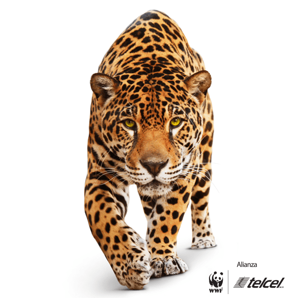 ALIANZA WWF TELCEL JAGUAR