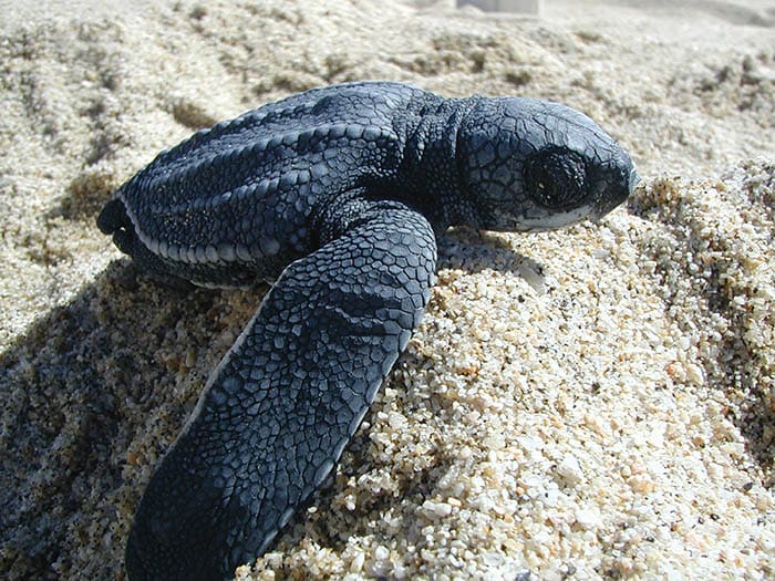 tortugas marinas