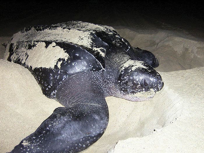 tortugas marinas 3