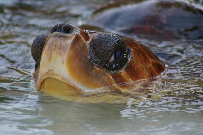 tortugas marinas 4