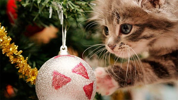 momento-navideño