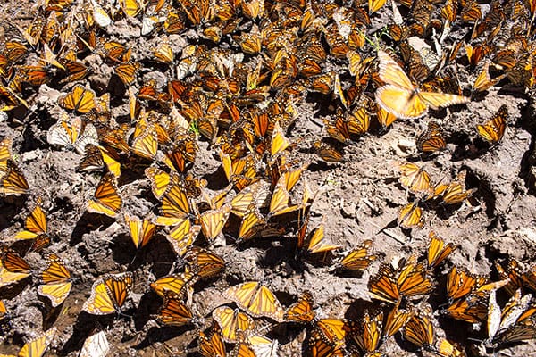 Mariposa-Monarca-WWF-Telcel-4