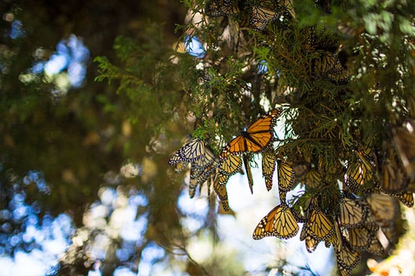 Mariposa-Monarca-WWF-Telcel-6