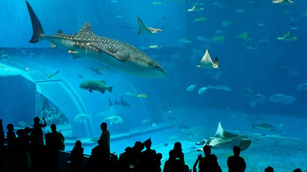 acuario-inbursa