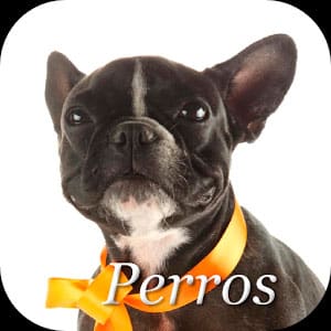 cómo-educar-a-un-perro