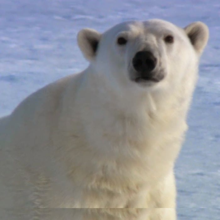 Documentales en Clarovideo