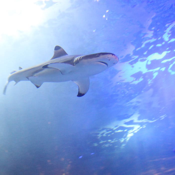Acuario Inbursa