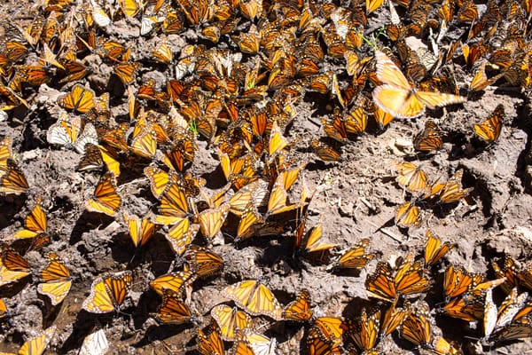 Mes de las Mariposas Monarca