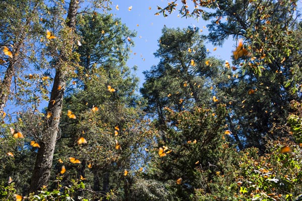 Mes de las Mariposas Monarca