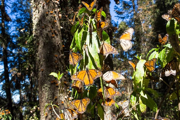 Mes de las Mariposas Monarca