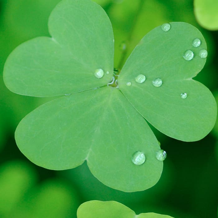 Día de San Patricio