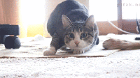 gifys gatos