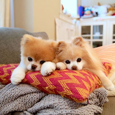 boo