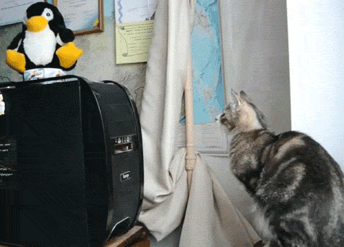 gato disco