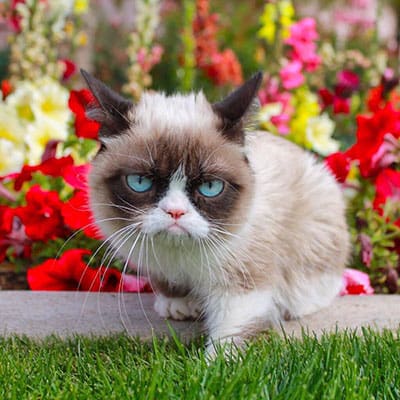 grumpy_cat