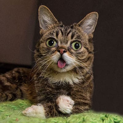 lil-bub
