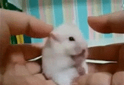 hamster