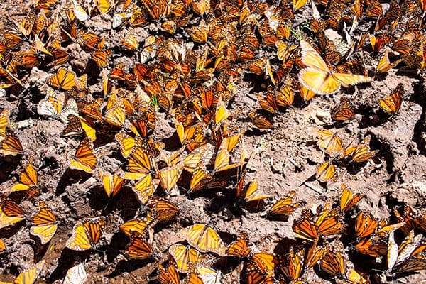 mariposa-monarca-wwf-telcel