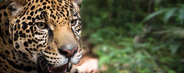 Jaguar en México