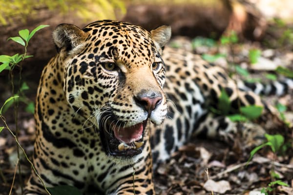 Jaguar en México