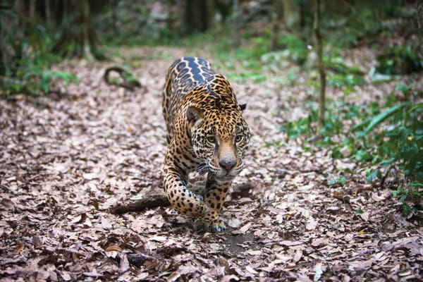 Jaguar en México