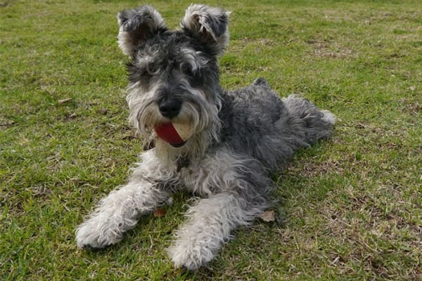 fotos-mascotas-10