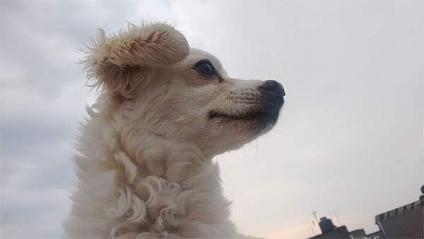 fotos-mascotas-8