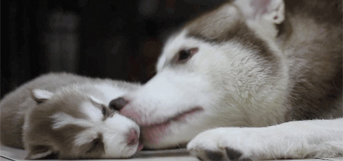 perritos