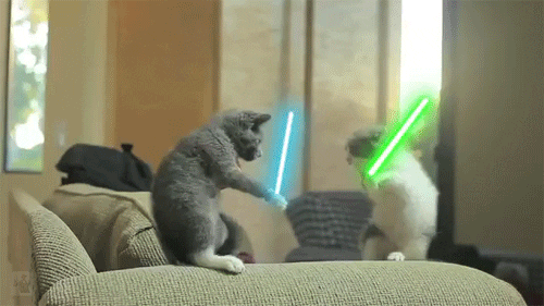 gatos jedi