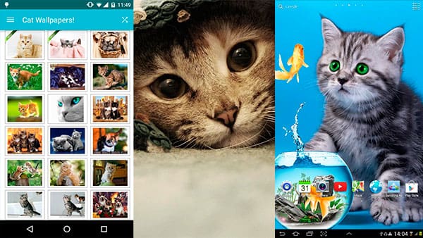 gatos