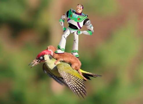 ave-comadreja