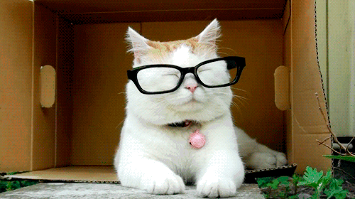 gato-2