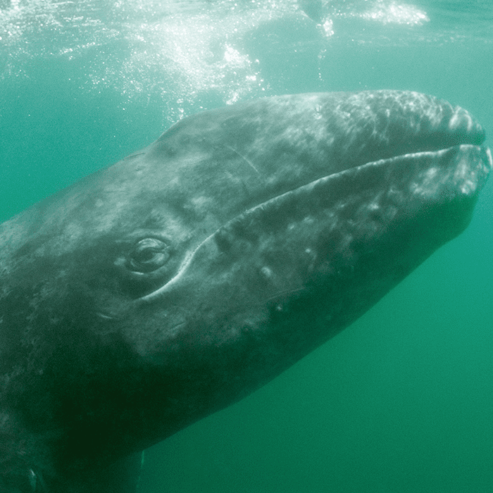 Ballena gris