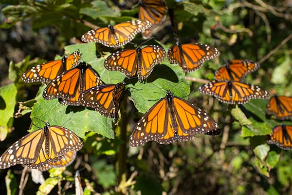 mes-mariposa-monarca-2