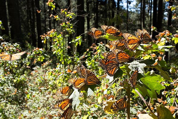 mes-mariposa-monarca-3